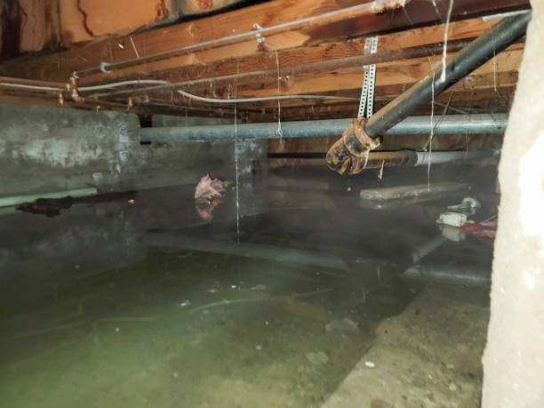 Best Professional water damage repair  in Sweetwater, TX